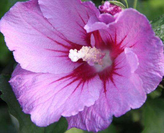 *RETAIL - Hibiscus syriacus 'Pink Giant'