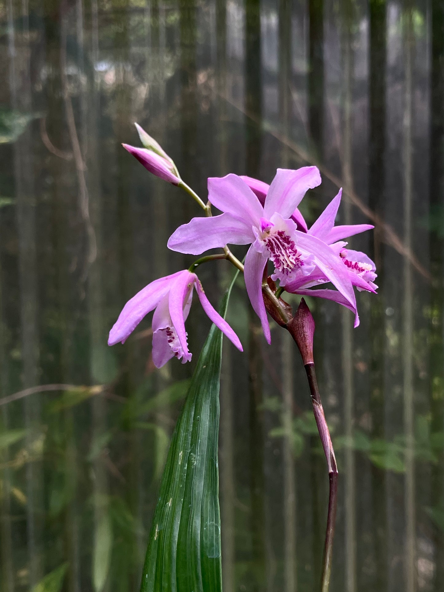 *RETAIL - Bletilla [Light Pink]