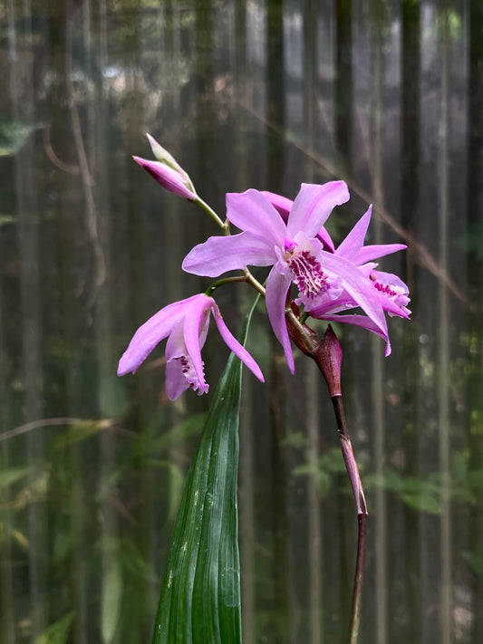 *RETAIL - Bletilla [Light Pink]
