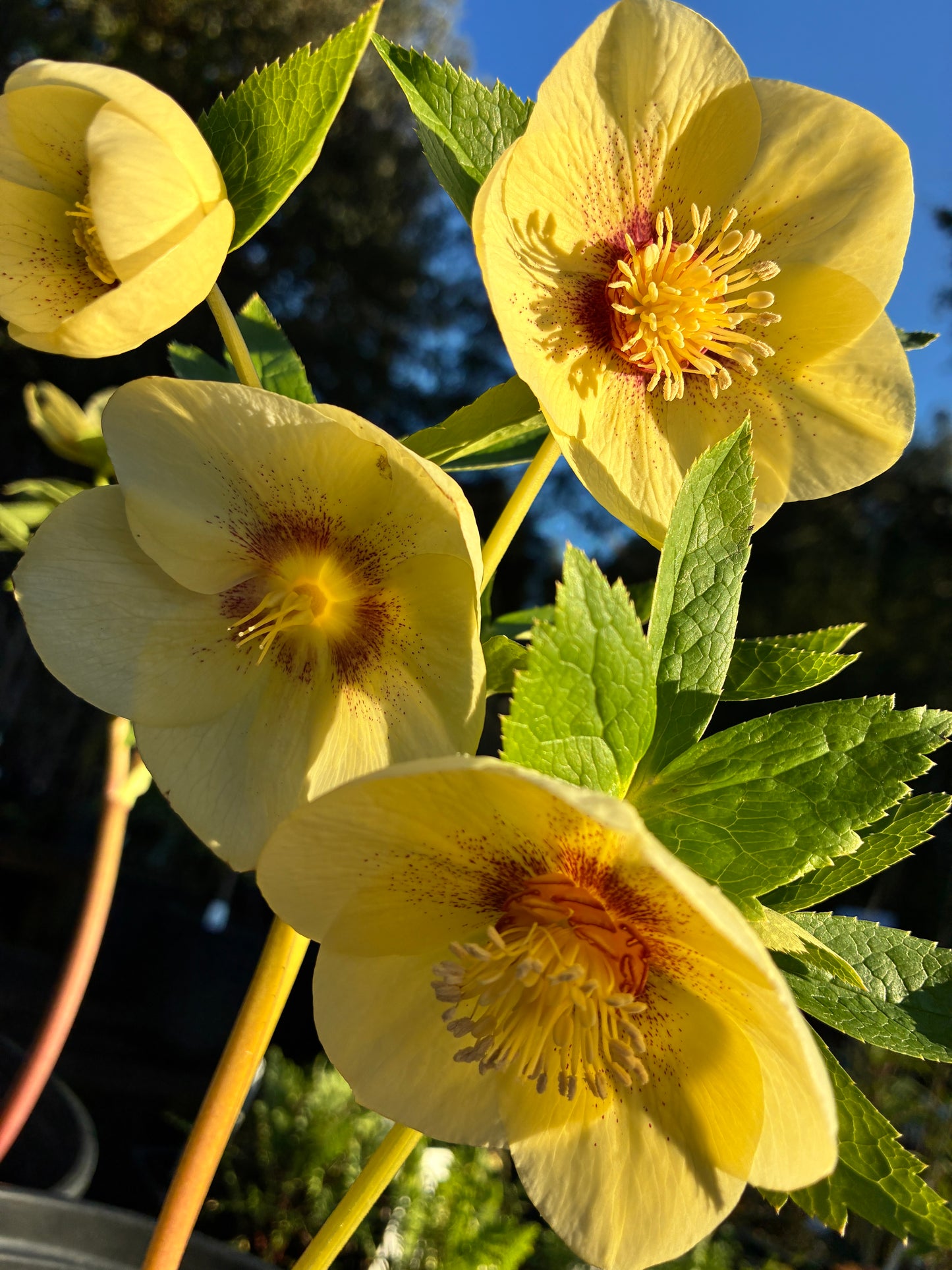 *RETAIL - Helleborus x 'Golden Sunrise'