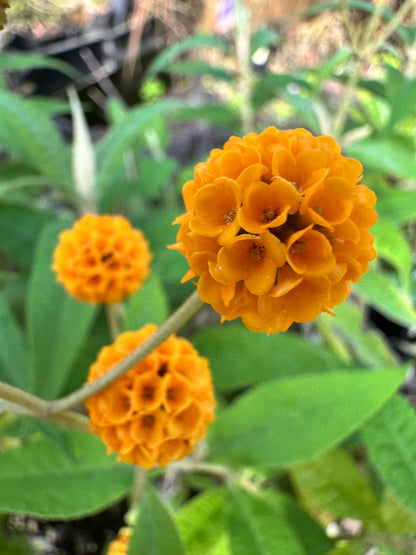 Buddleja globosa
