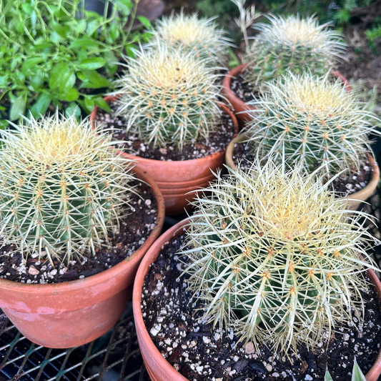 *RETAIL - Echinocactus grusonii [potted]