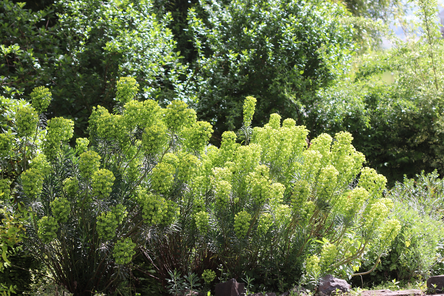 Euphorbia characias ssp. wulfenii