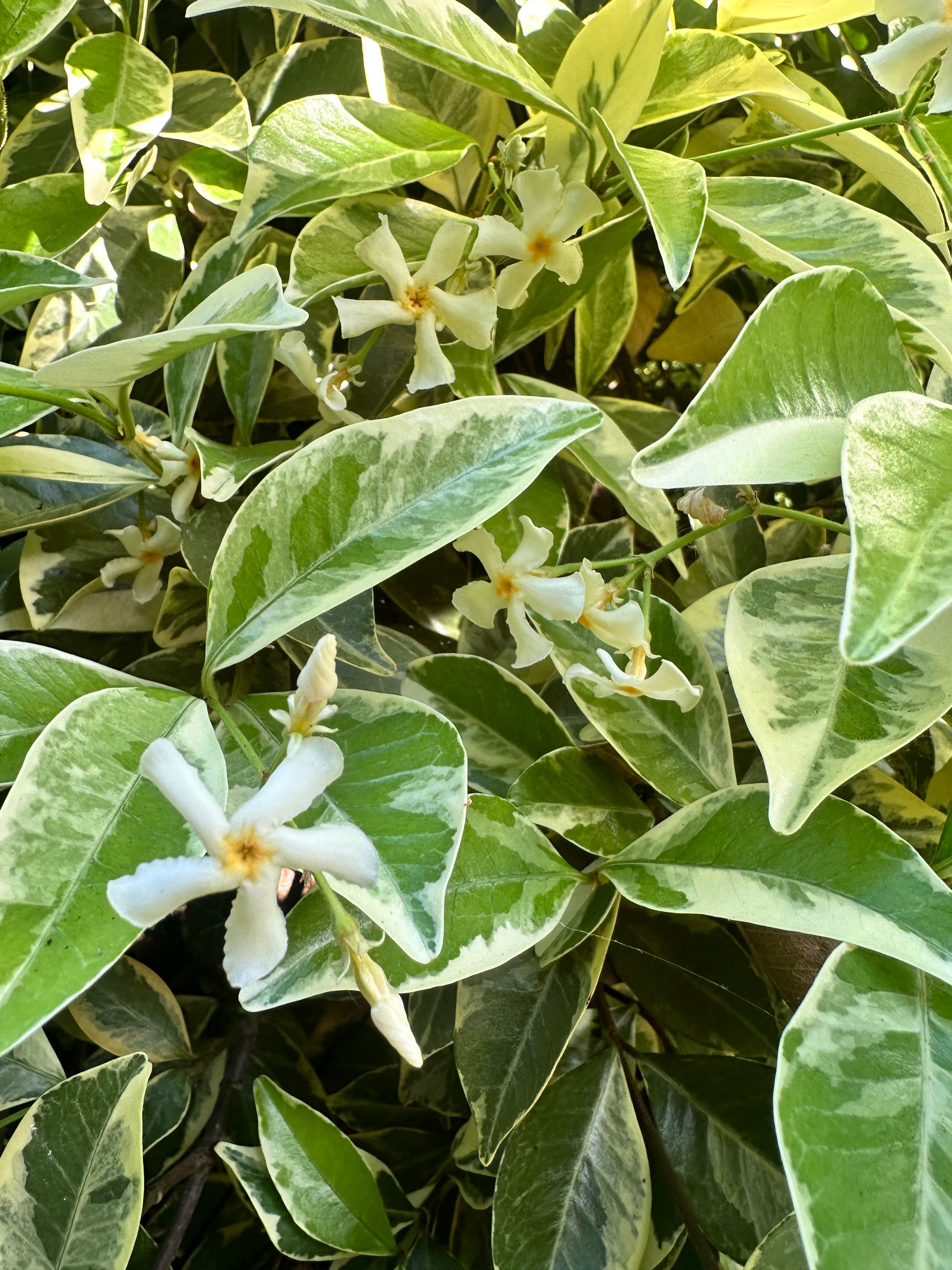 Trachelospermum jasminoides 'Variegatum'