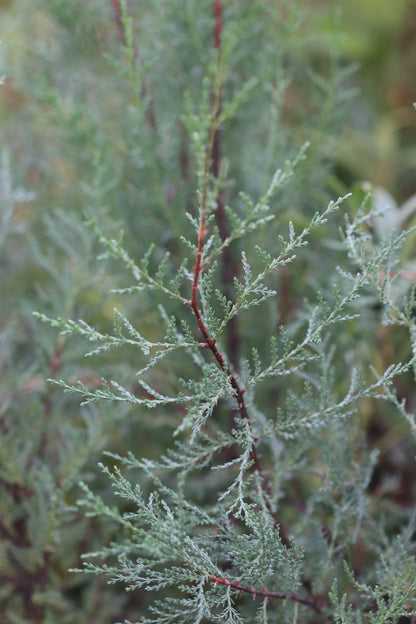 *RETAIL - Cupressus macnabiana 'Ridge Rd.'