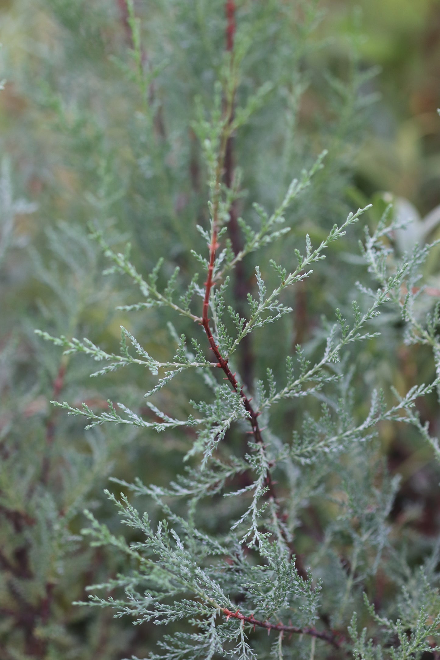 Cupressus macnabiana 'Blue'