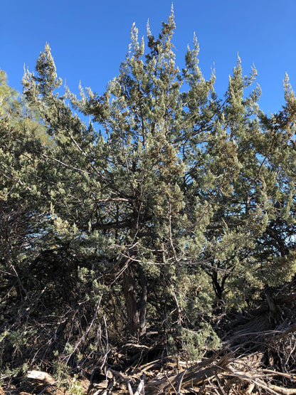 *RETAIL - Cupressus macnabiana 'Ridge Rd.'