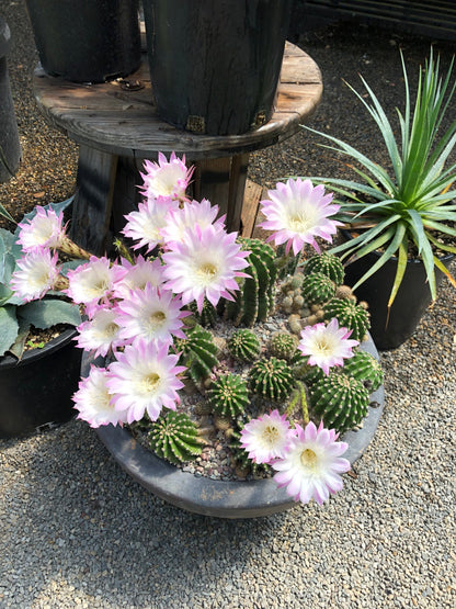 *RETAIL - Echinopsis oxygona