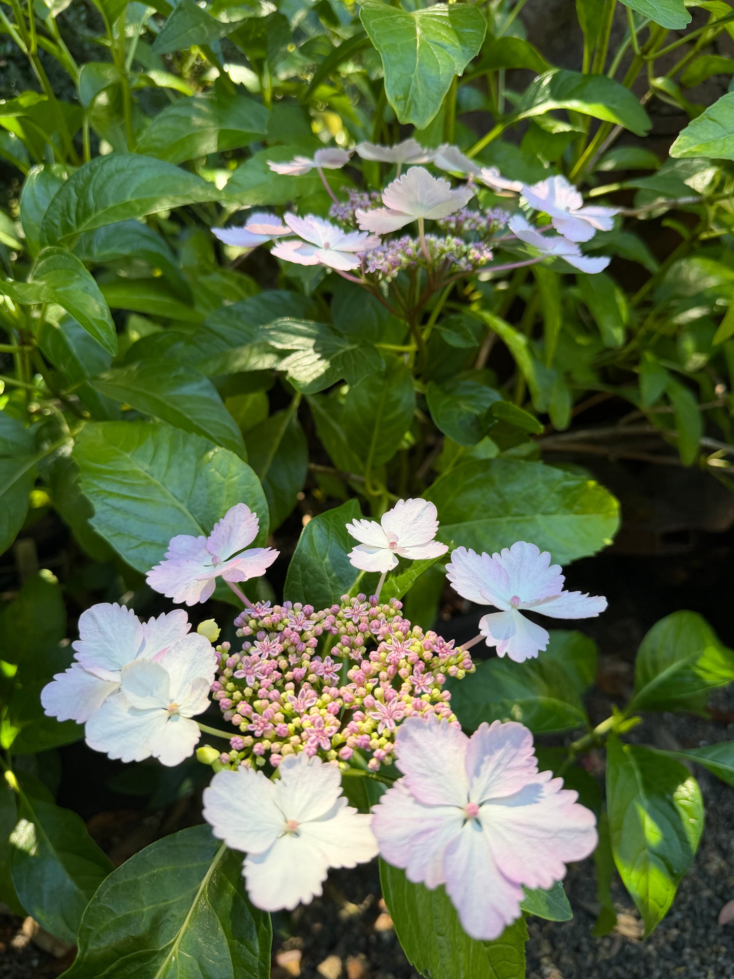 *RETAIL - Hydrangea macrophylla 'Mickanya'