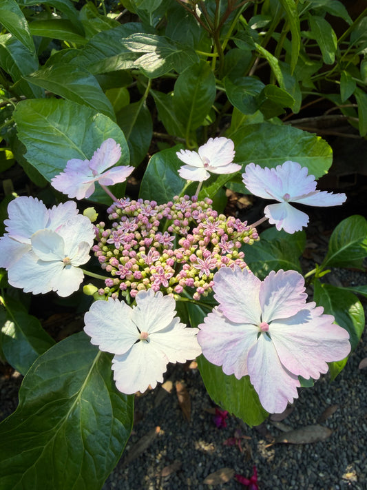 *RETAIL - Hydrangea macrophylla 'Mickanya'