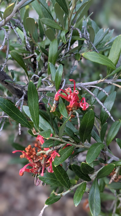 Grevillea 'Neil Bell'
