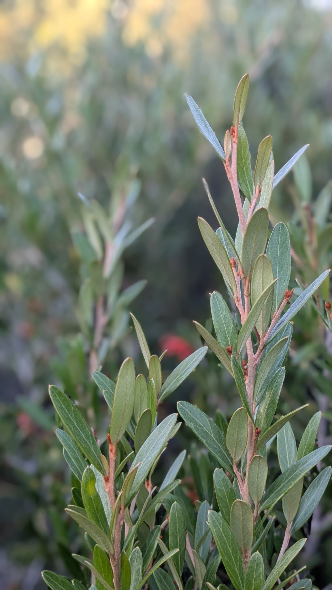 Grevillea 'Neil Bell'