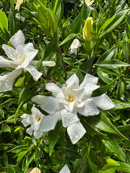 *RETAIL - Gardenia jasminoides 'Frost Proof'