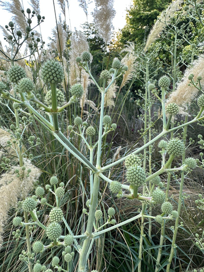 Eryngium eburneum