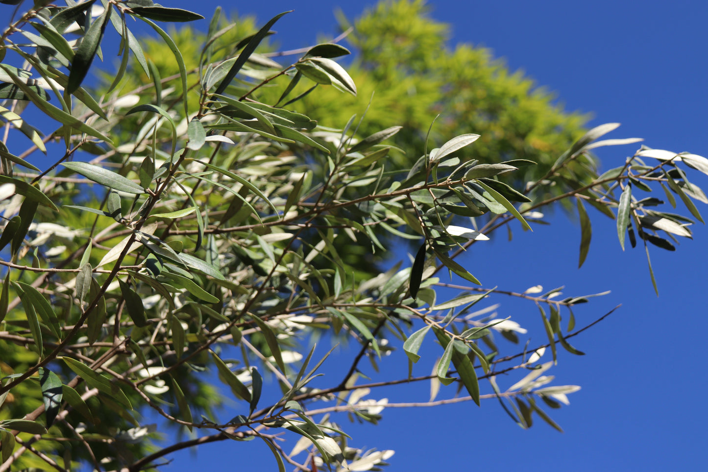 Olea europaea 'Pendolino’