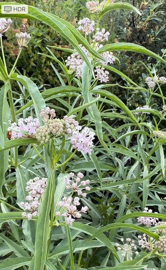 *RETAIL - Asclepias fascicularis