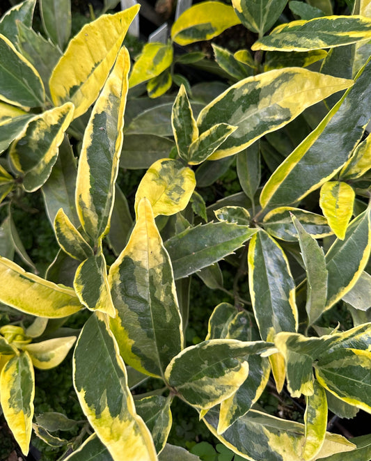 *RETAIL - Aucuba japonica 'Moonbright'