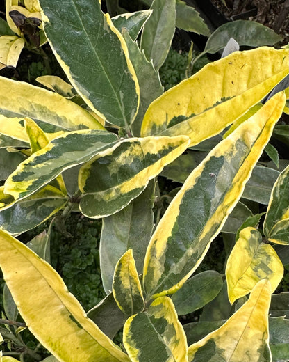 *RETAIL - Aucuba japonica 'Moonbright'