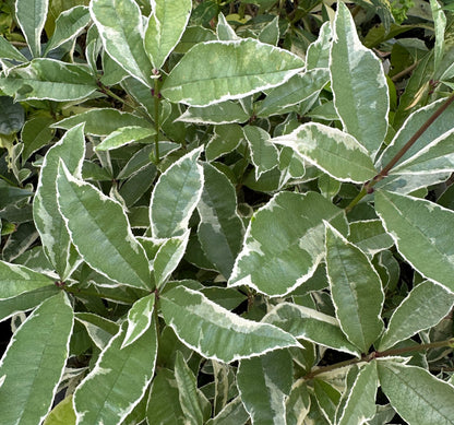 Osmanthus fragrans 'Yinbi Shuanghui'