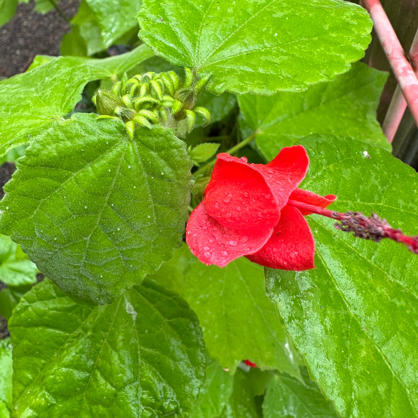 *RETAIL - Malvaviscus drummondii [San Juan, ARG.]