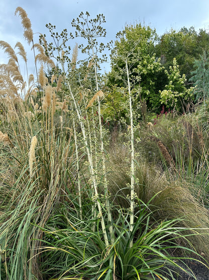 Eryngium eburneum