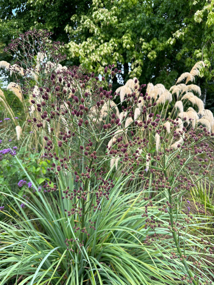 *RETAIL - Eryngium pandanifolium ‘Physic Purple’