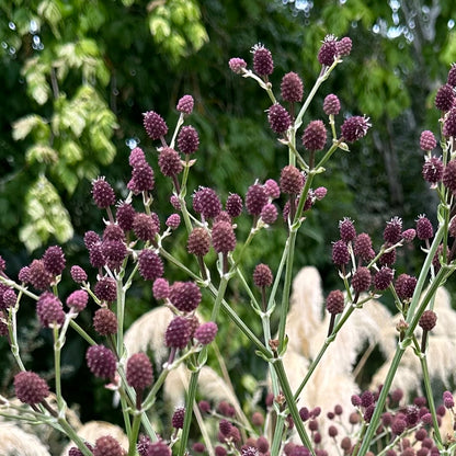 Eryngium pandanifolium [Purple form]