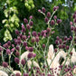 *RETAIL - Eryngium pandanifolium [Purple form]