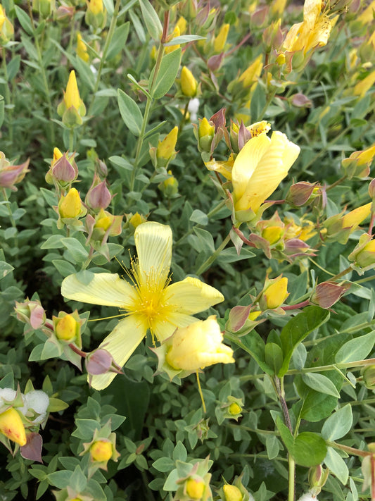 *RETAIL - Hypericum olympicum var. citrinum