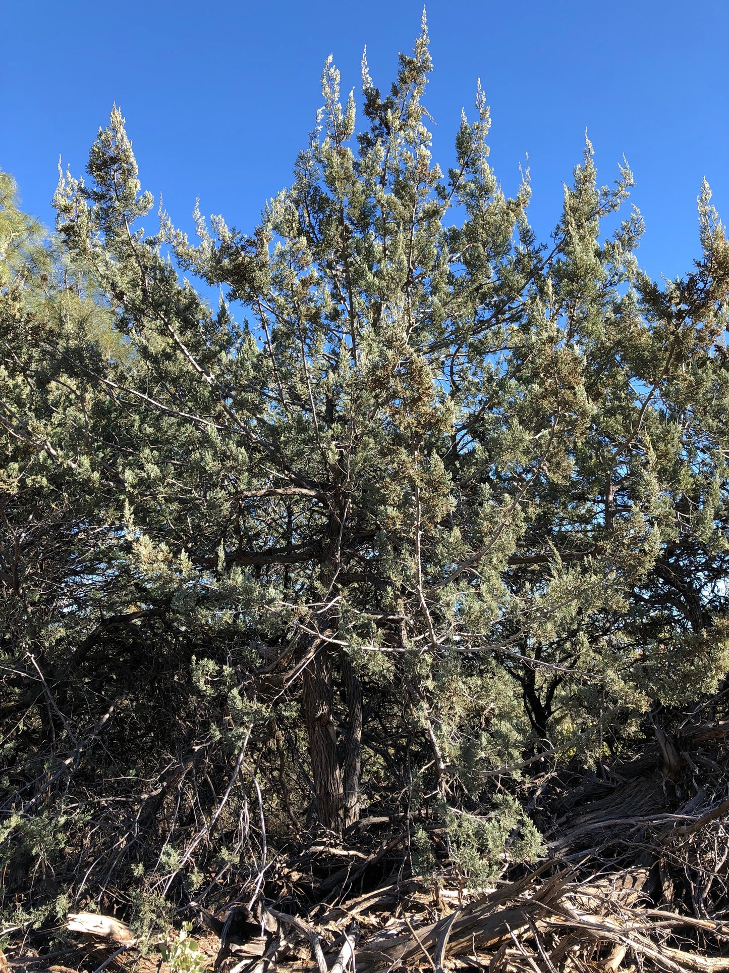 *RETAIL - Cupressus macnabiana [Walker Rd. blue]