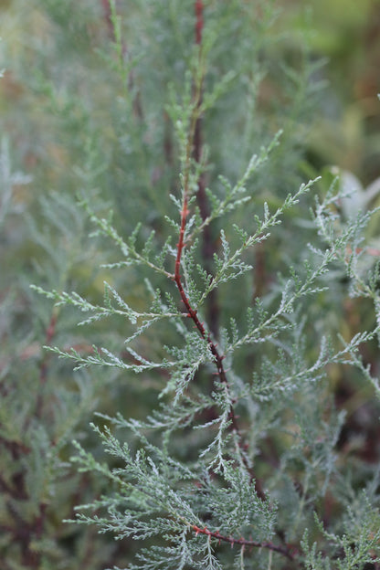 *RETAIL - Cupressus macnabiana [Walker Rd. blue]