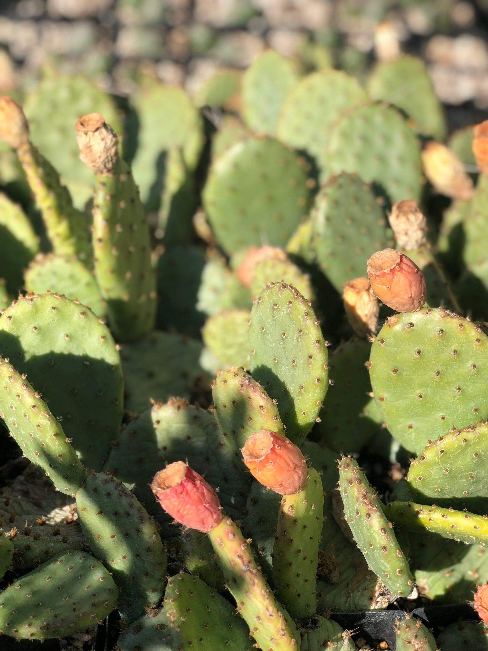 can succulents grow in north carolina Opuntia humifusa