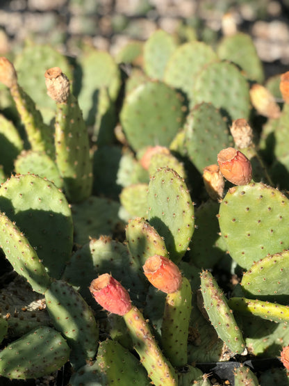 *RETAIL - Opuntia humifusa - North Carolina