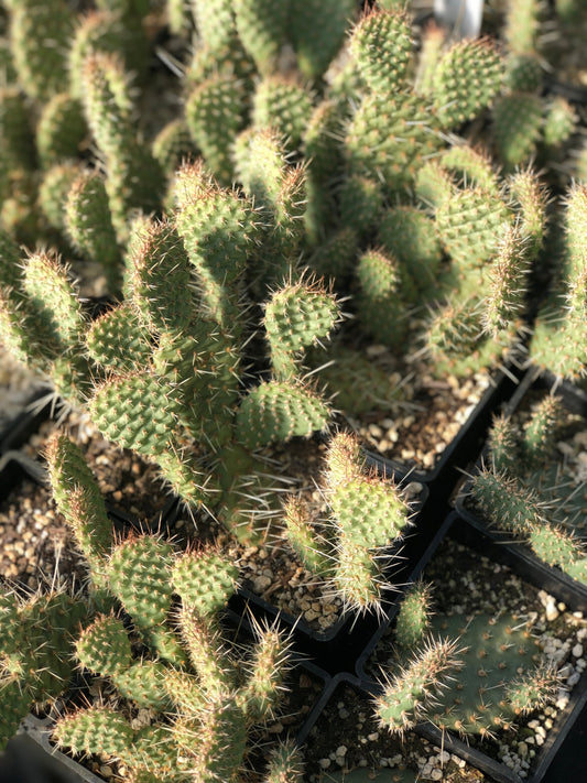 *RETAIL - Opuntia polyacantha 'Tim Hannis'