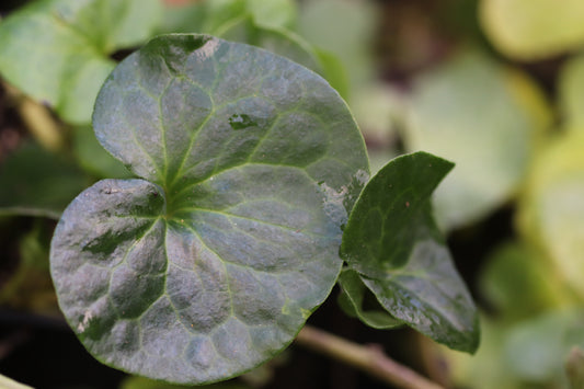 Asarum caudatum 'Cistus Giant'