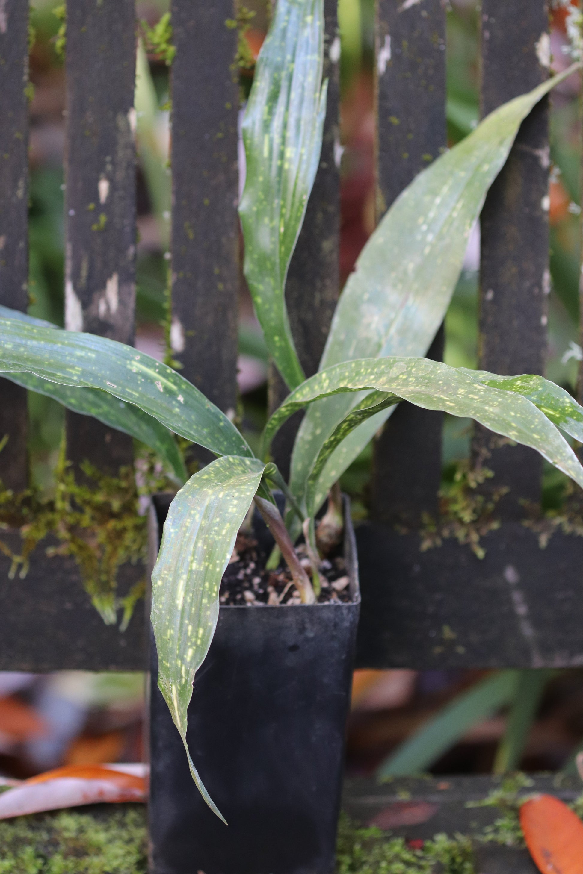 aspidistra elatior indoor plants *RETAIL