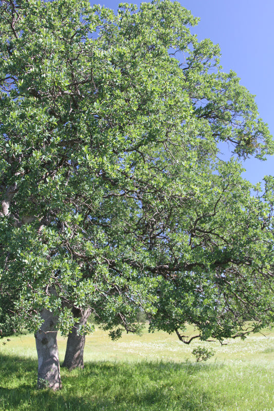 *RETAIL - Quercus douglasii - South of Redding