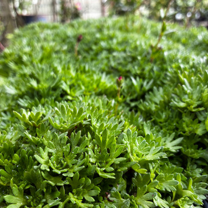 *RETAIL - Saxifraga arendsii 'Purple Robe'
