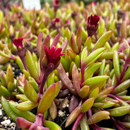 *RETAIL - Delosperma Desert Dancers 'Red' PPAF