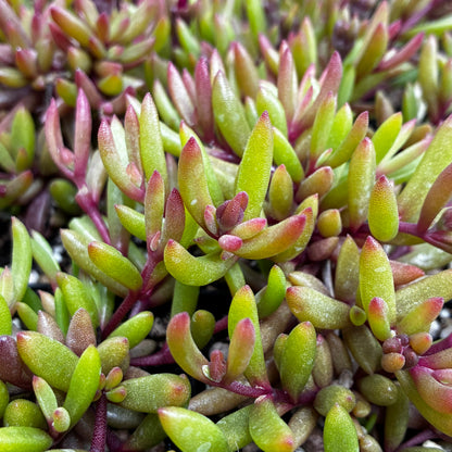 *RETAIL - Delosperma Desert Dancers 'Red' PPAF