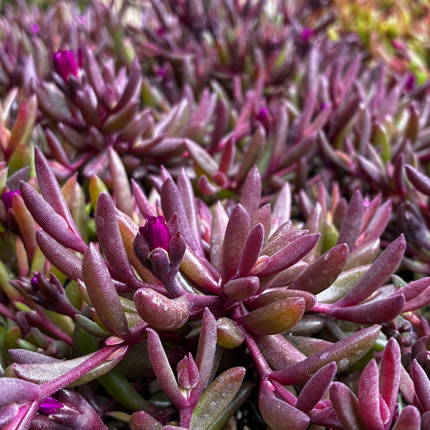 *RETAIL - Delosperma Desert Dancers 'Purple' PPAF