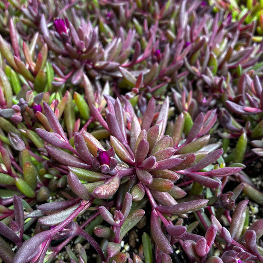 *RETAIL - Delosperma Desert Dancers 'Purple' PPAF