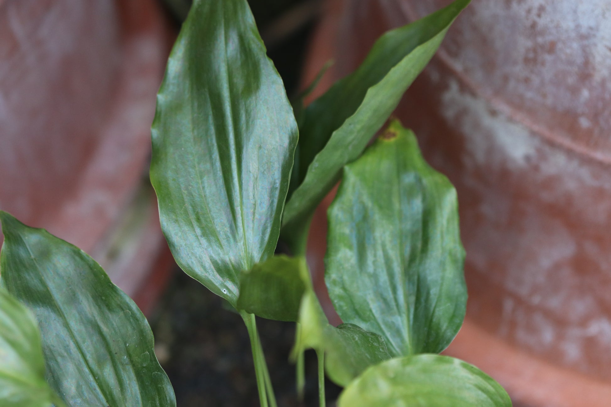 aspidistra peace lily Aspidistra longiloba
