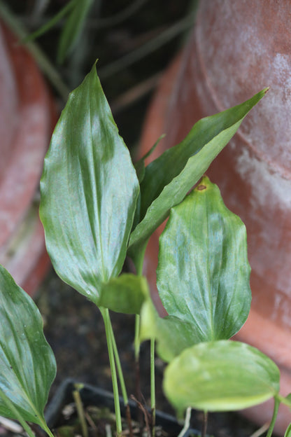 Aspidistra longiloba