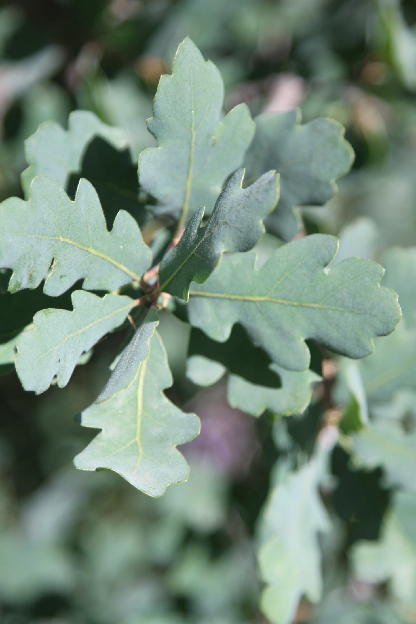 *RETAIL - Quercus douglasii