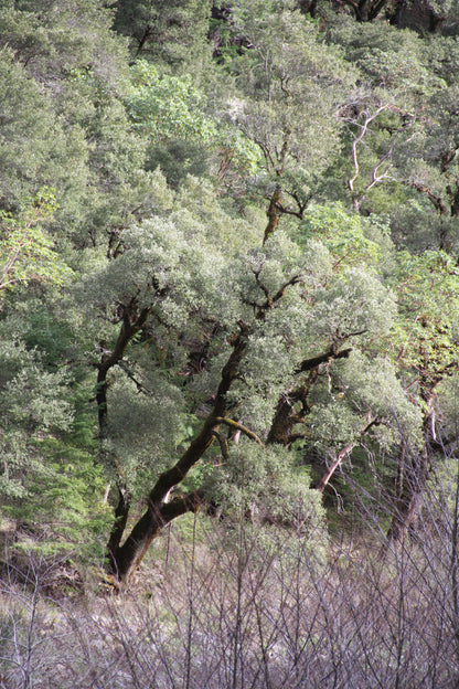 *RETAIL - Quercus chrysolepis