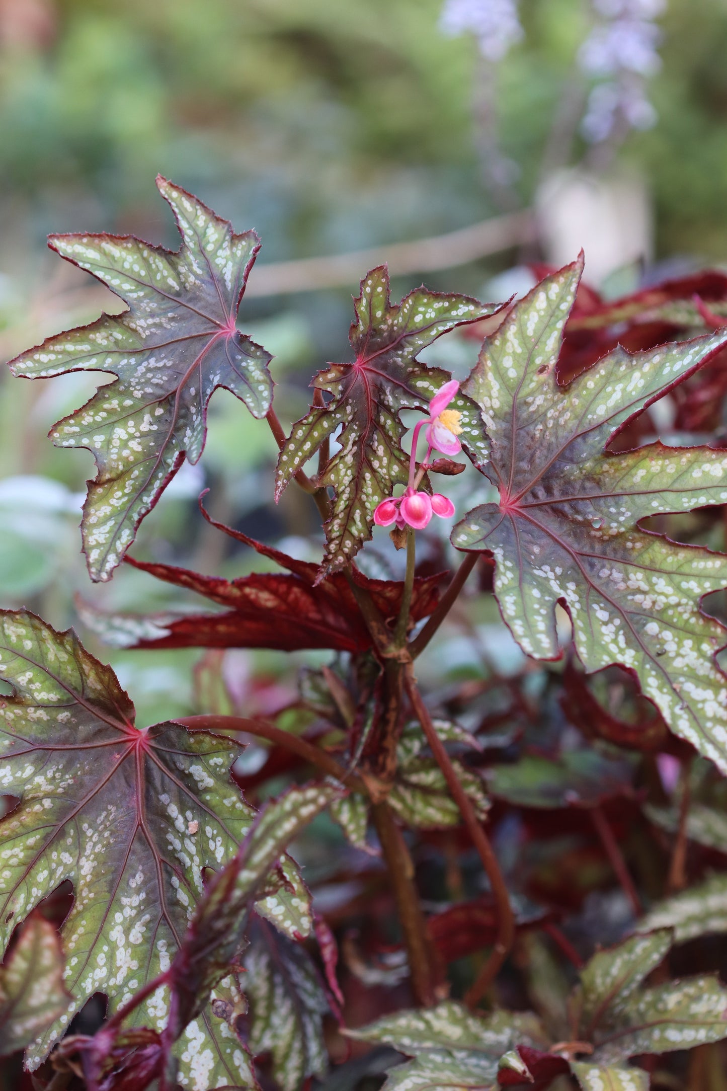 *RETAIL - Begonia 'Mr. O'Flaherty'