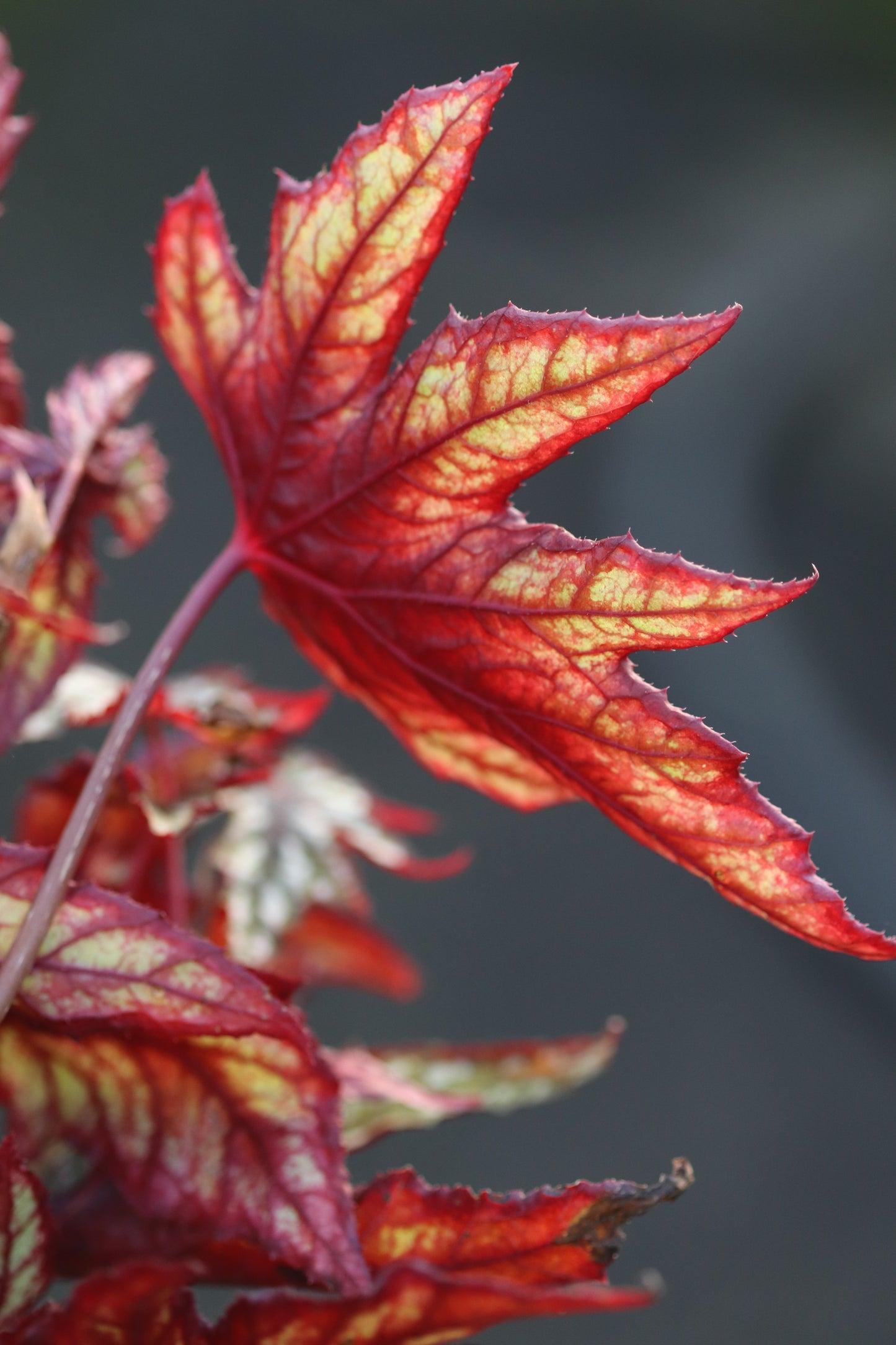 Begonia 'Mr. O'Flaherty'