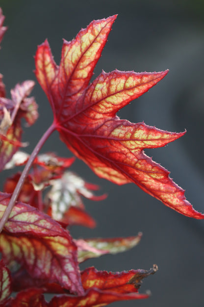 *RETAIL - Begonia 'Mr. O'Flaherty'