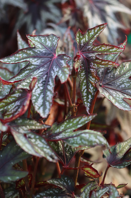 *RETAIL - Begonia 'Mr. O'Flaherty'